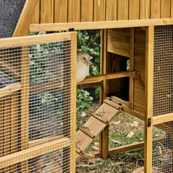 Pollaio 6 galline legno di abete
