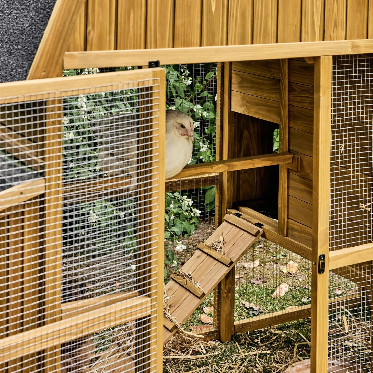 Pollaio 6 galline legno di abete
